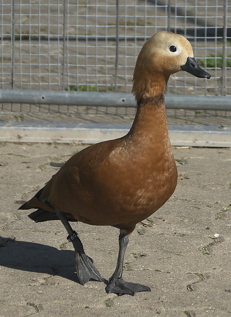 员基米希